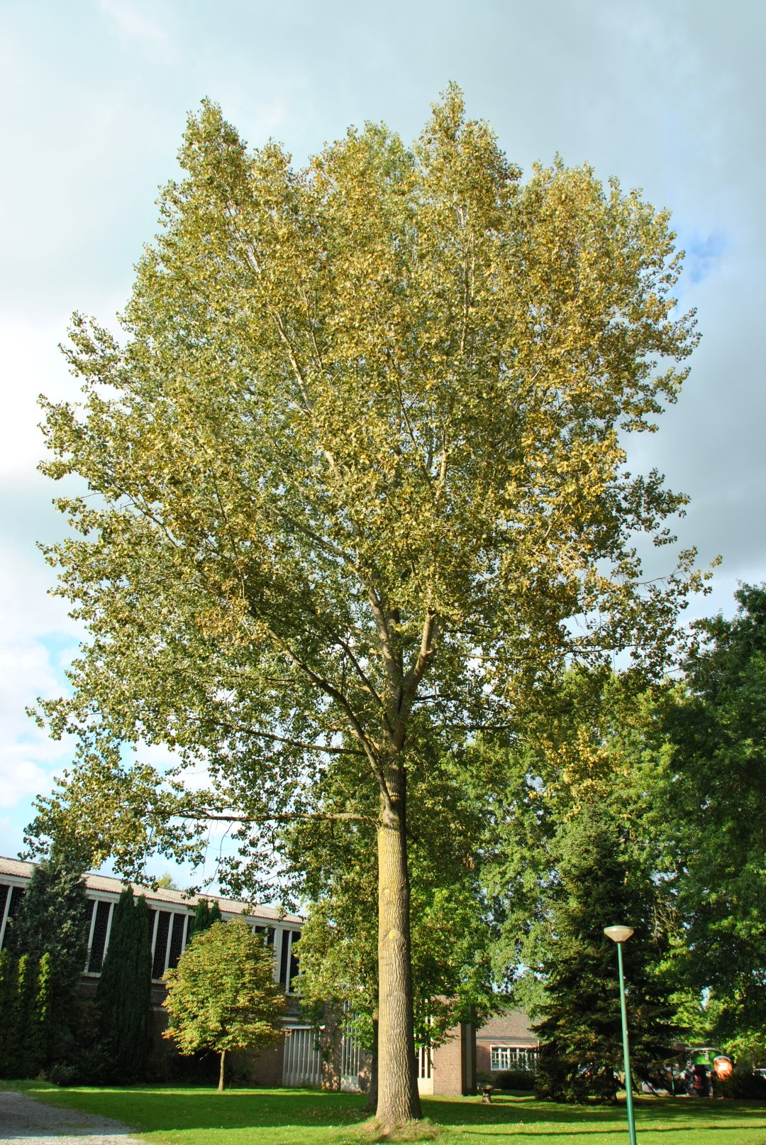 Тополь канадский