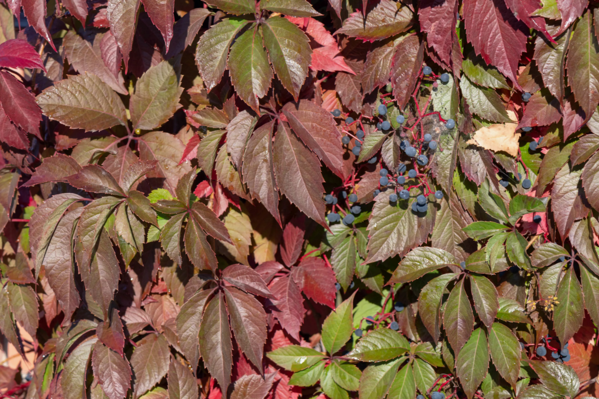 Девичий виноград Мурорум