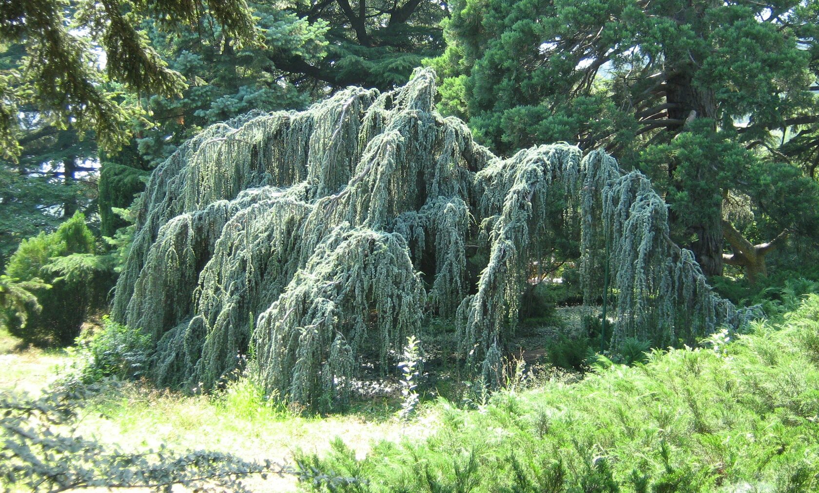 Кедр атласский