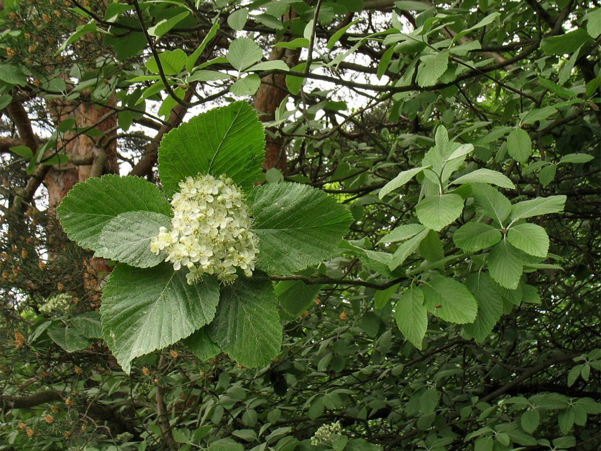 Рябина ария