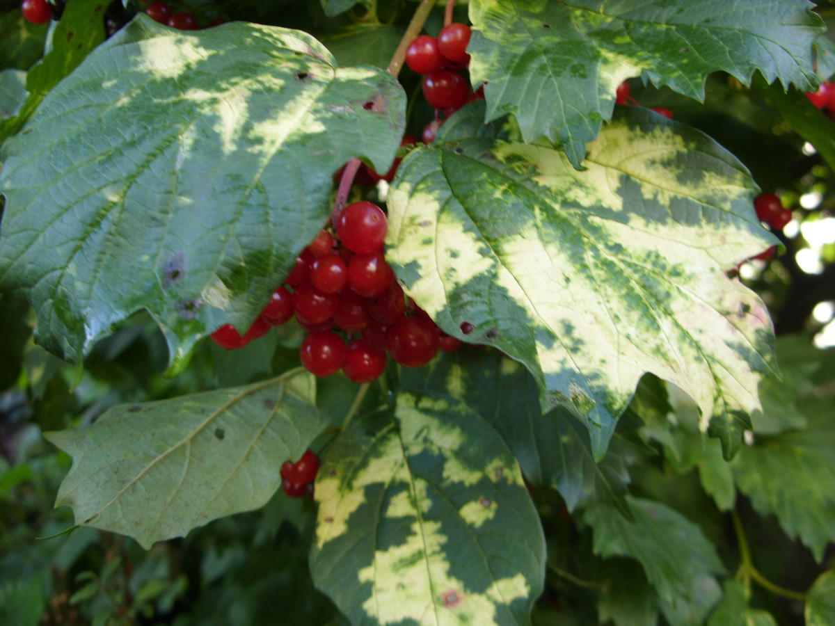 Калина Райта Калина Райта