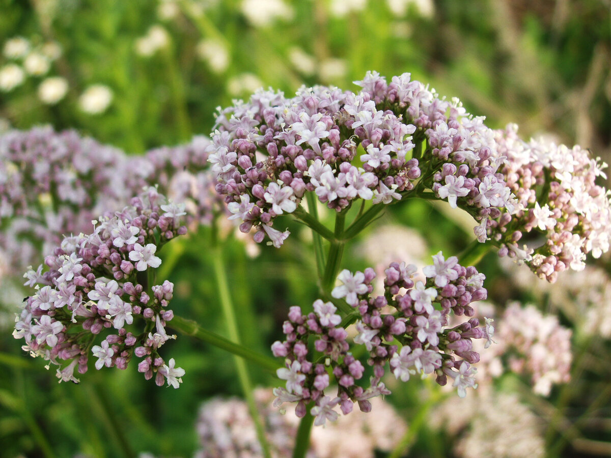 Валериана Валериана