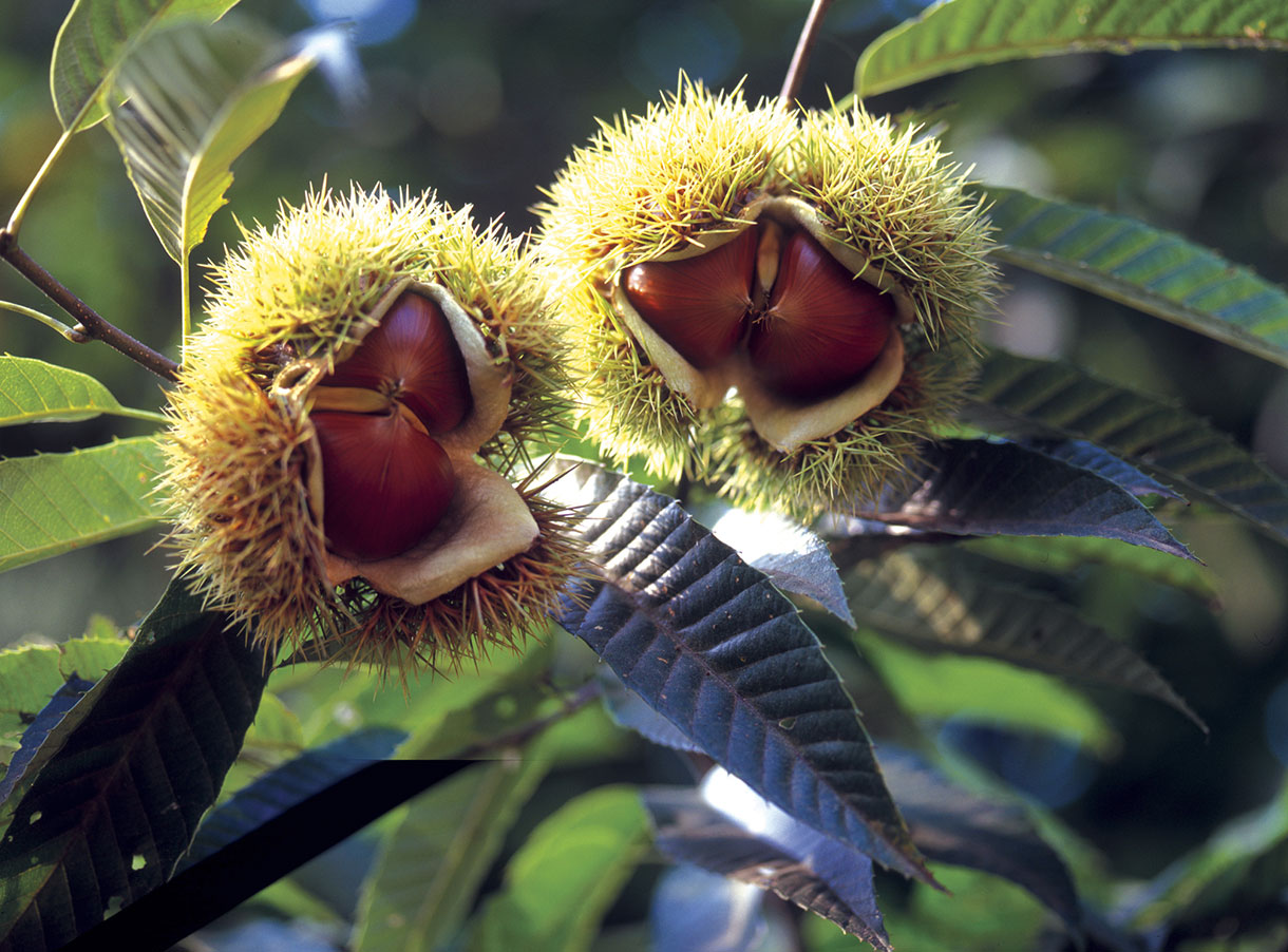 Каштан американский