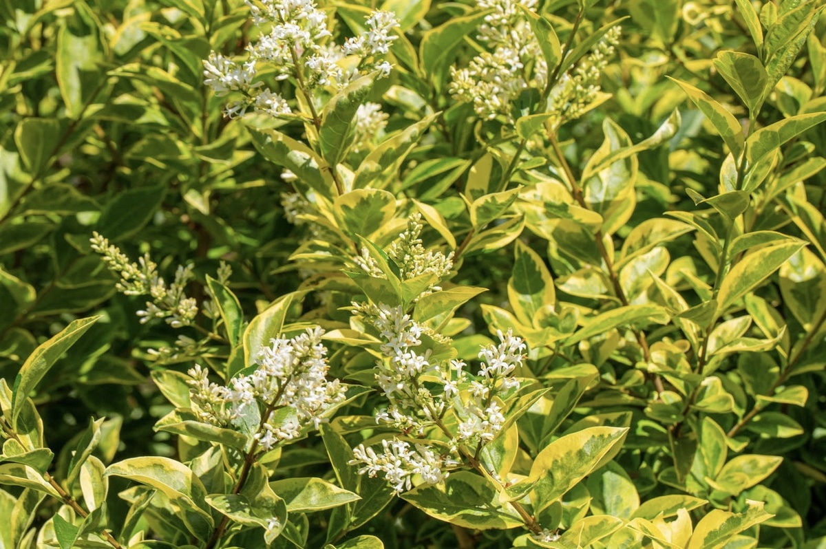 Бирючина золотистая