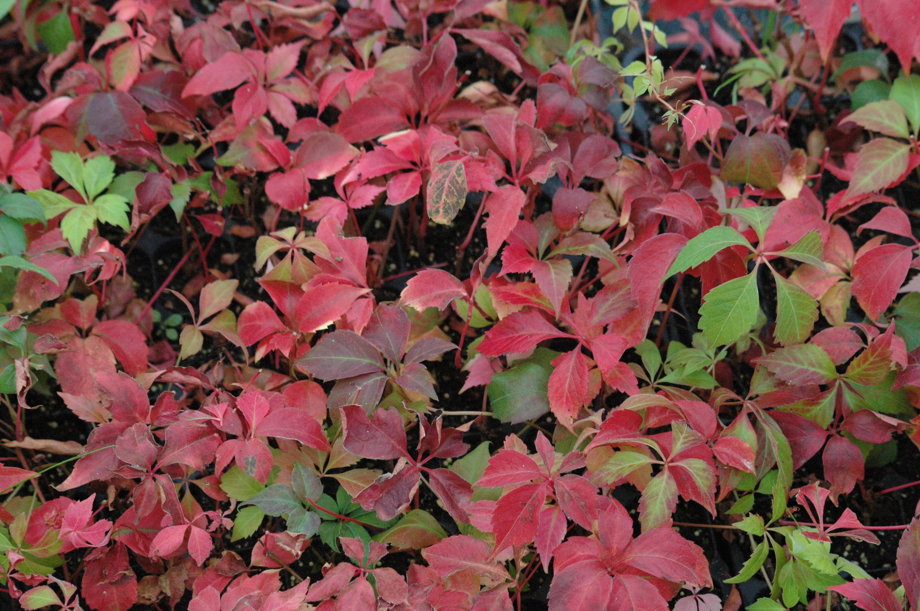 Виноград Тунберга