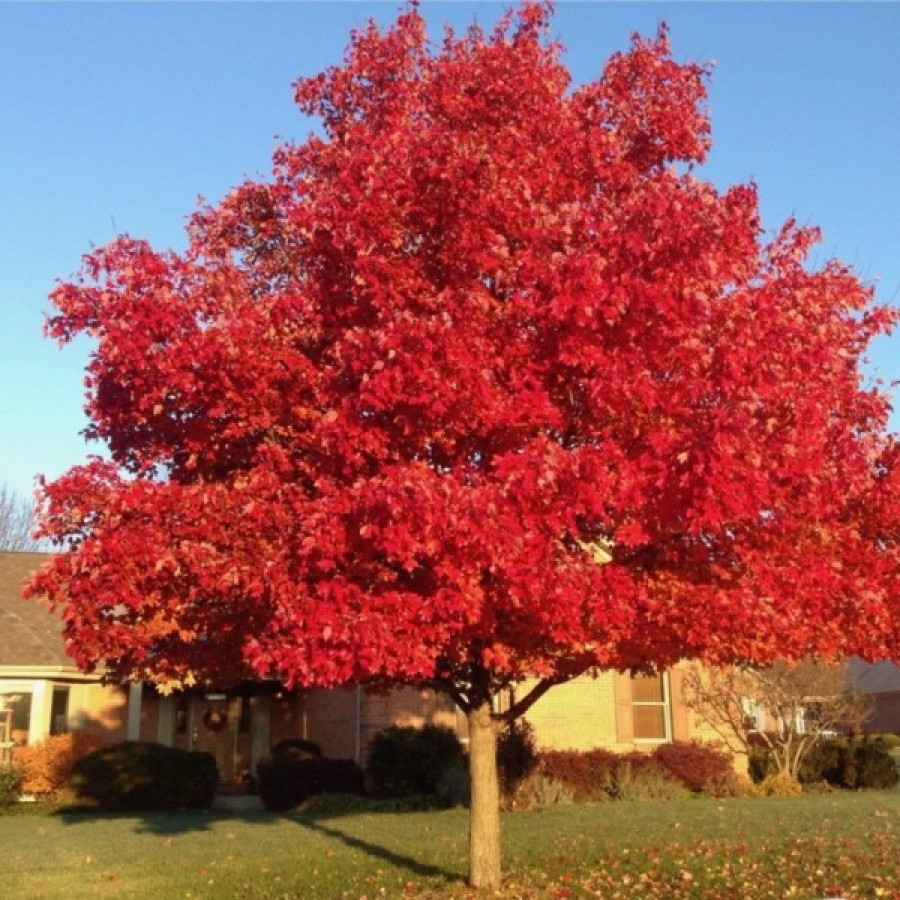 Дуб красный Дуб красный