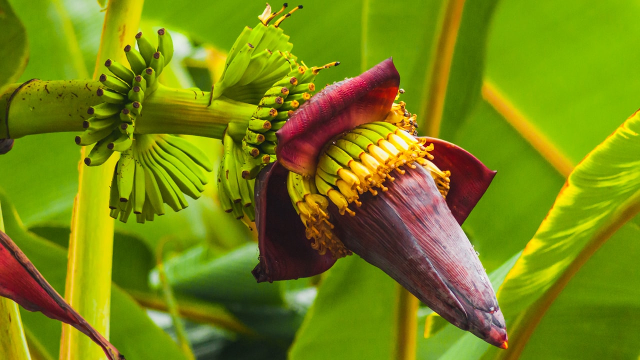 Банан райский Банан райский