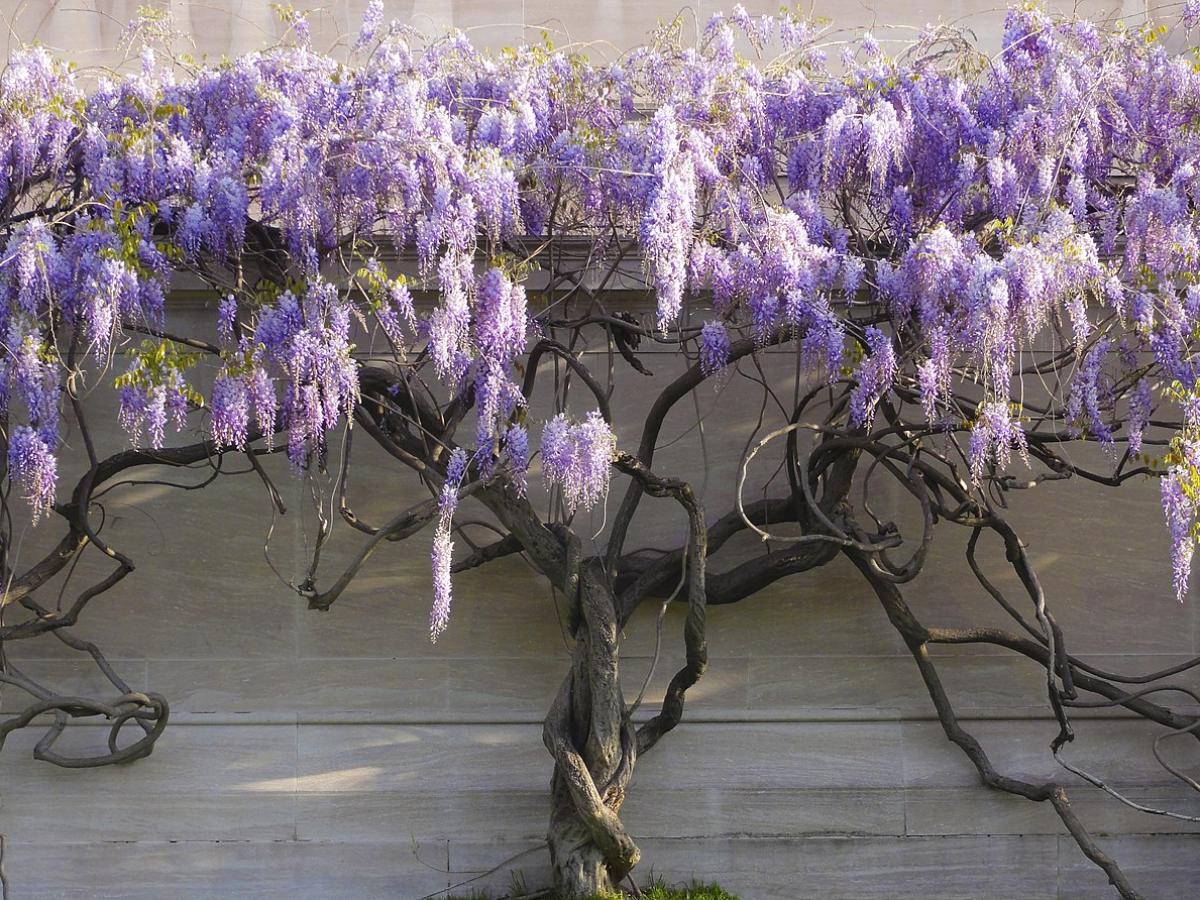 Глициния венус