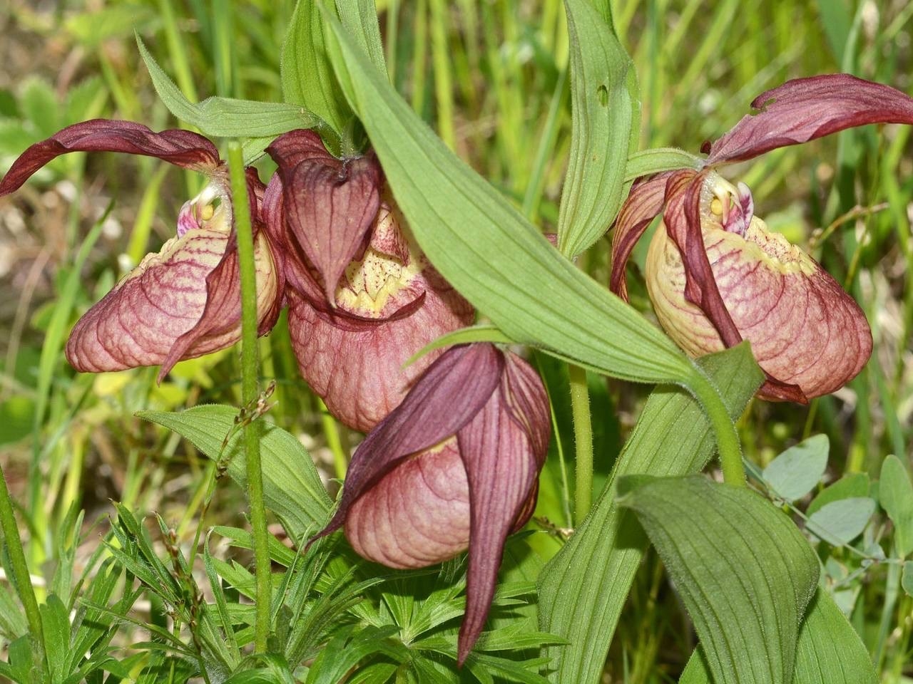 Башмачок капельный