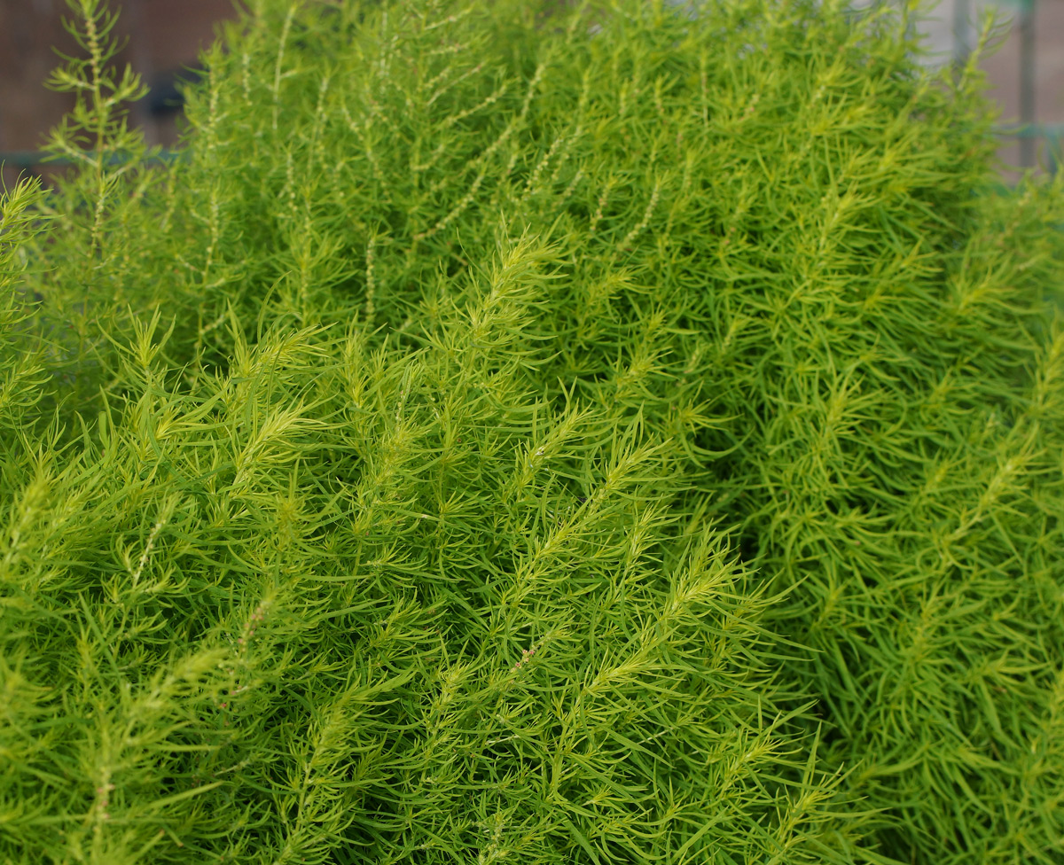 Бассия простёртая Бассия простёртая