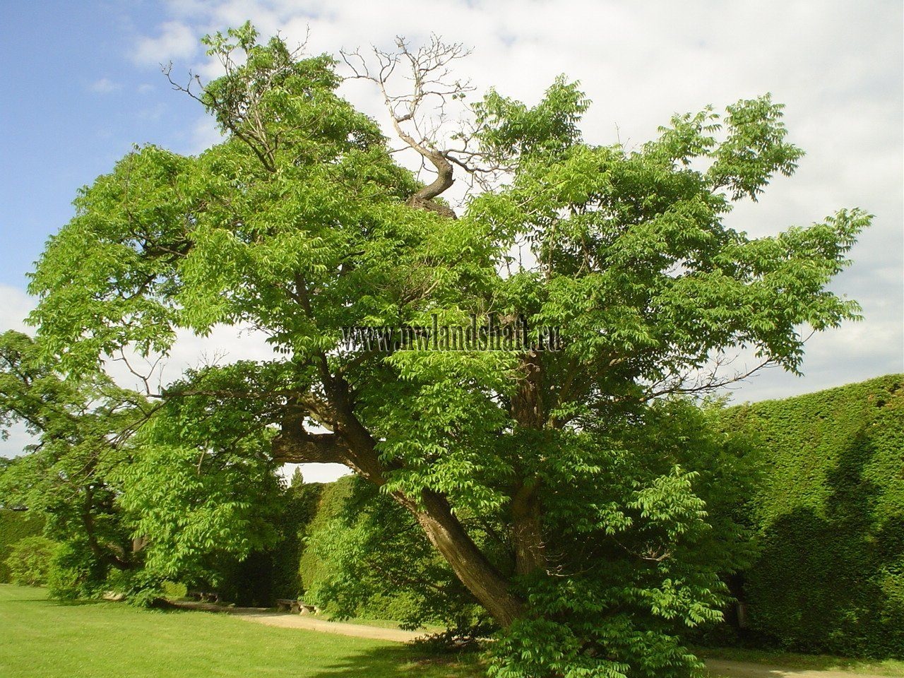 Бархат китайский