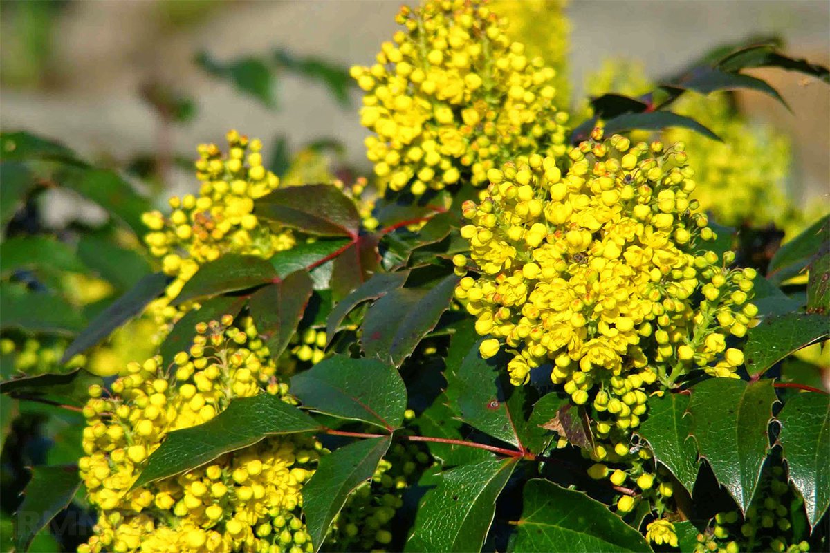 Магония падуболистная