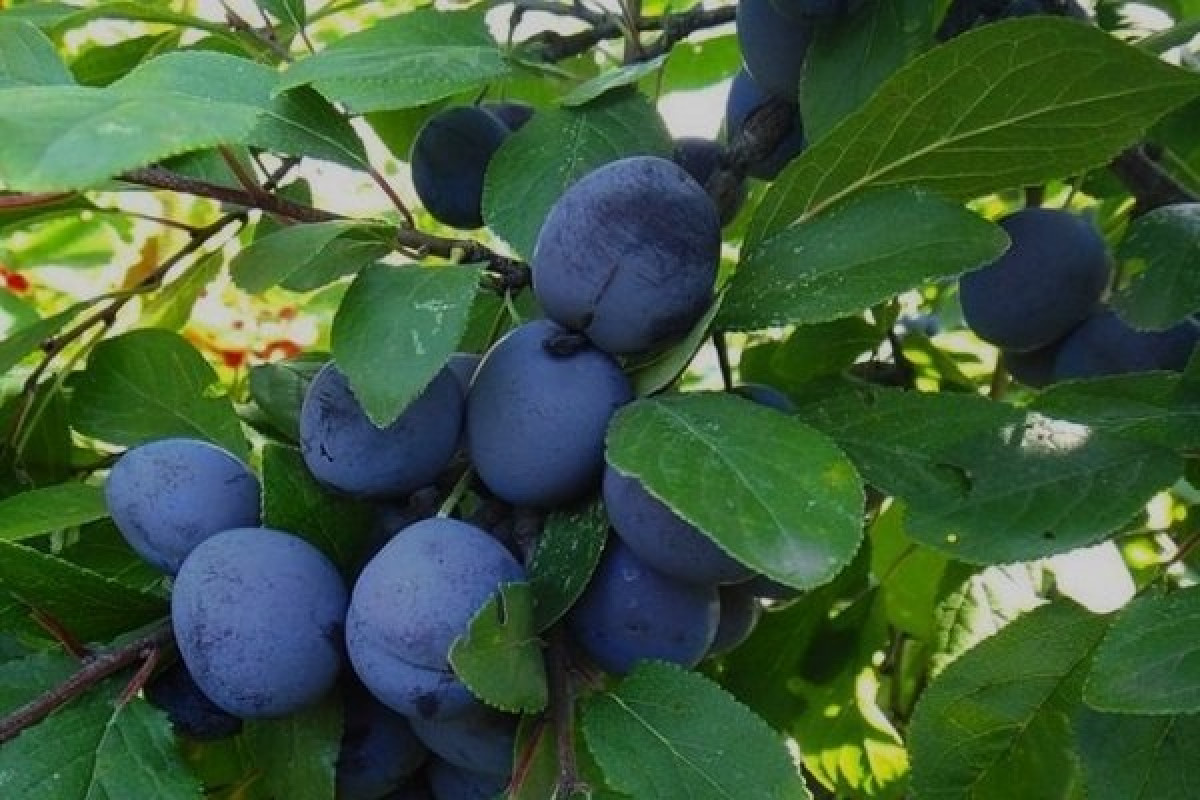 Кустарниковая слива Кустарниковая слива