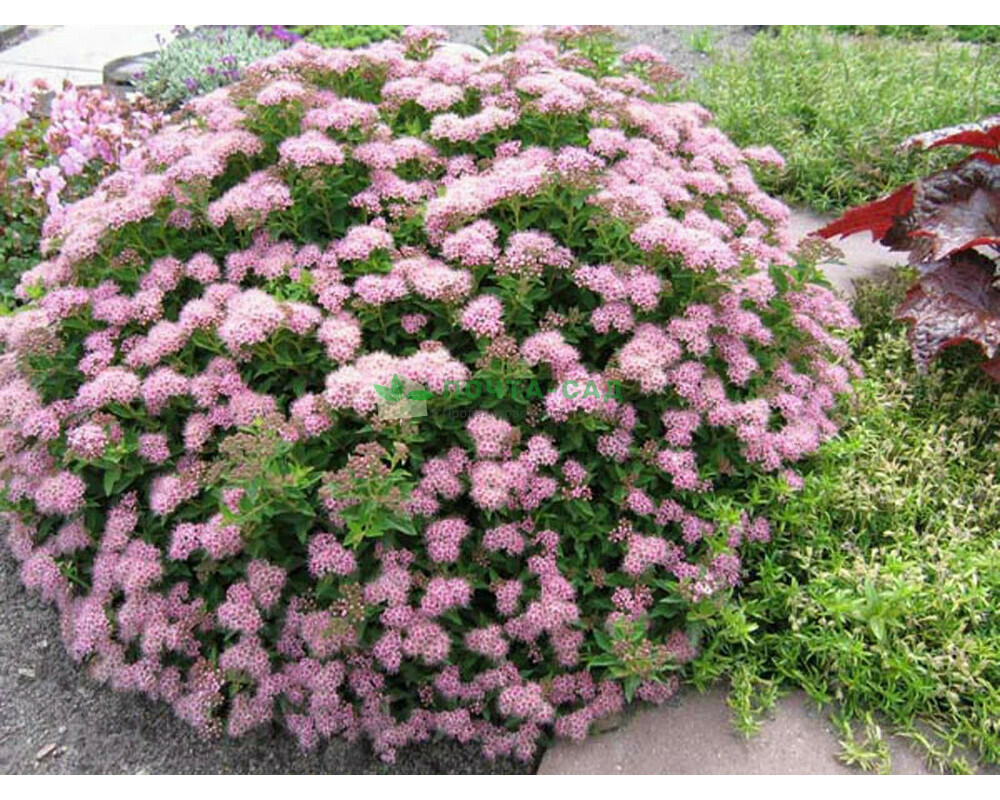 Спирея японская