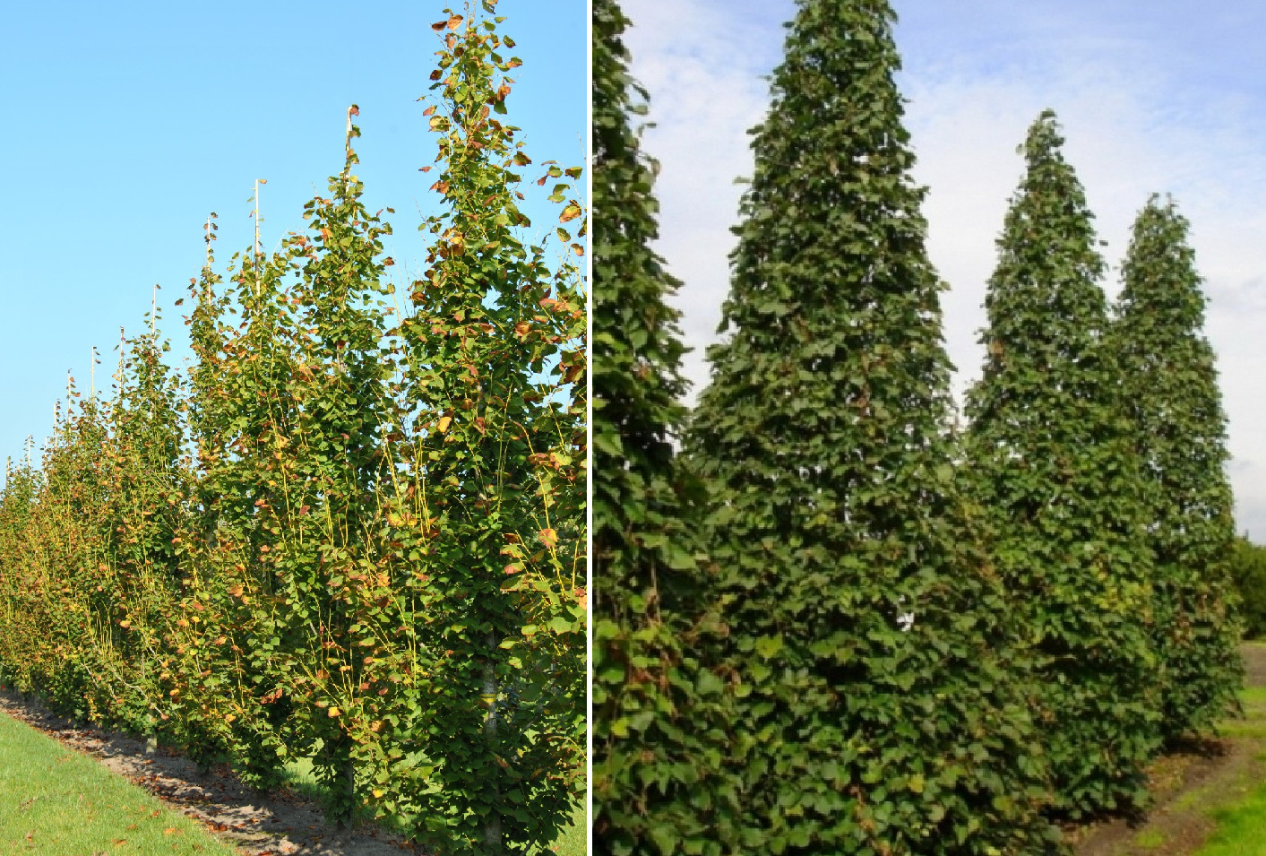 Липа крупнолистная