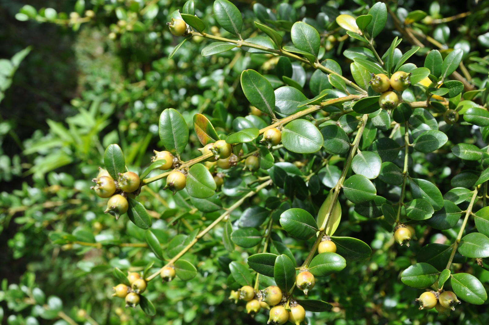 Самшит вечнозеленый