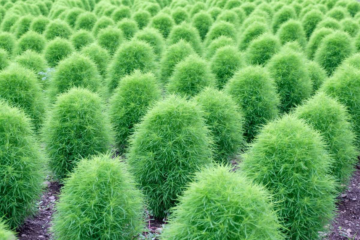 Бассия веничная Бассия веничная