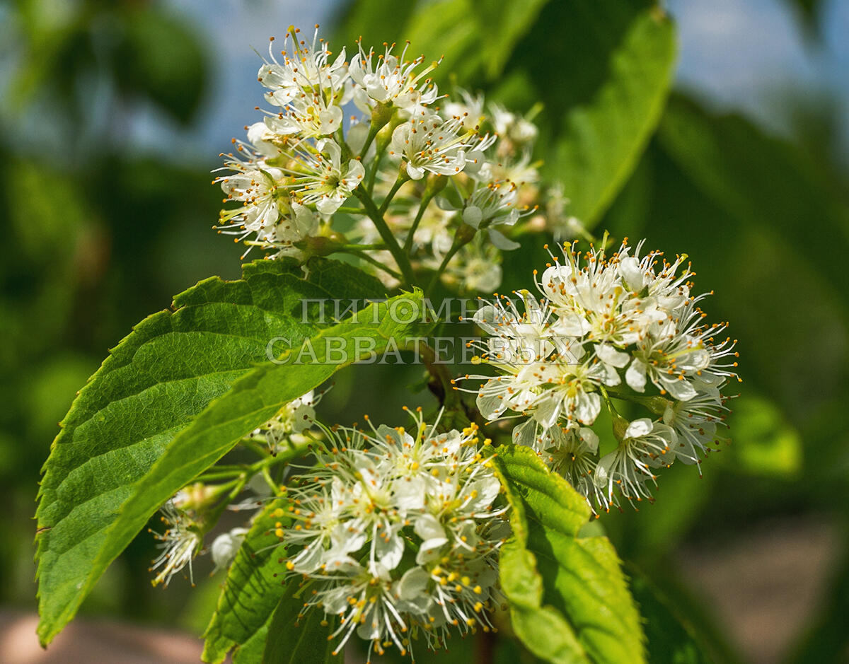 Черемуха Маака