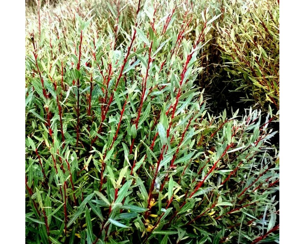 Ива пурпурная Ива пурпурная