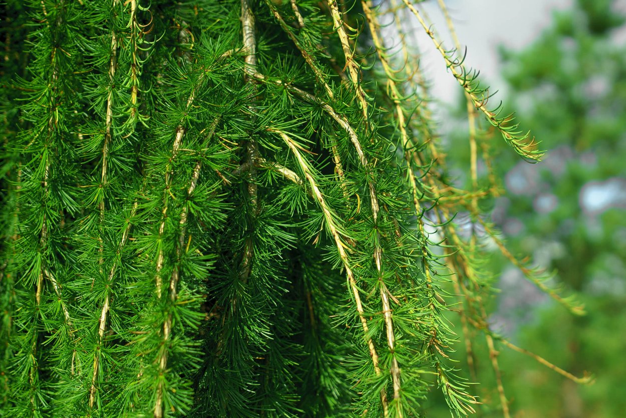 Лиственница европейская Лиственница европейская