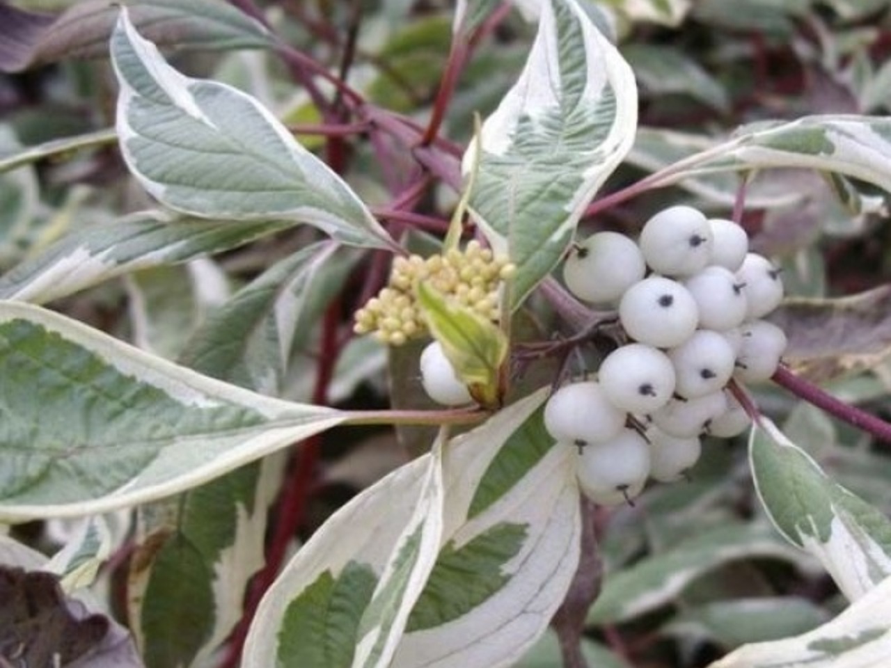 Дерен белый