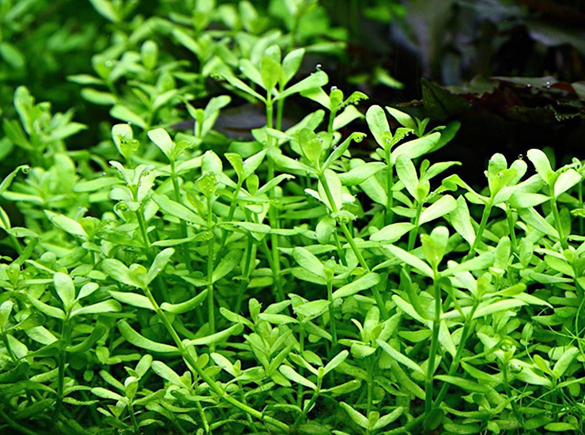 Бакопа Монье