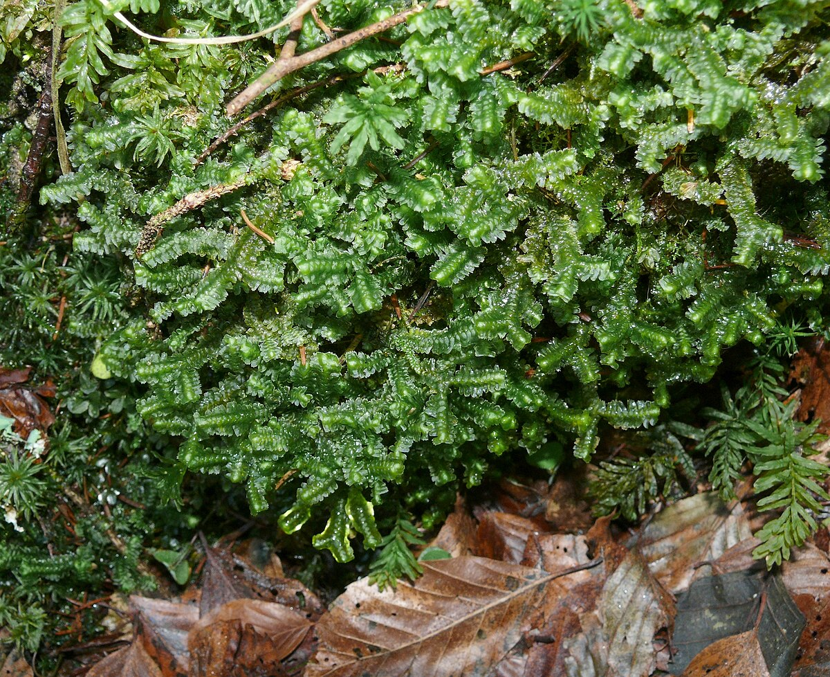 Баццания бутанская