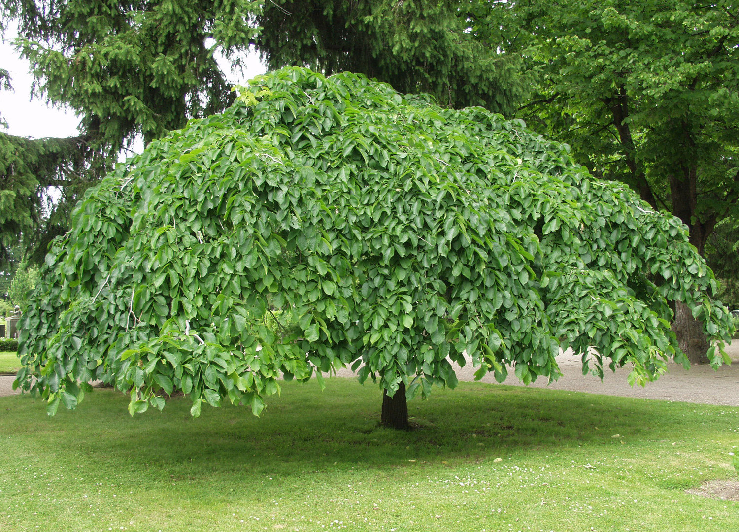 Вяз голый Вяз голый