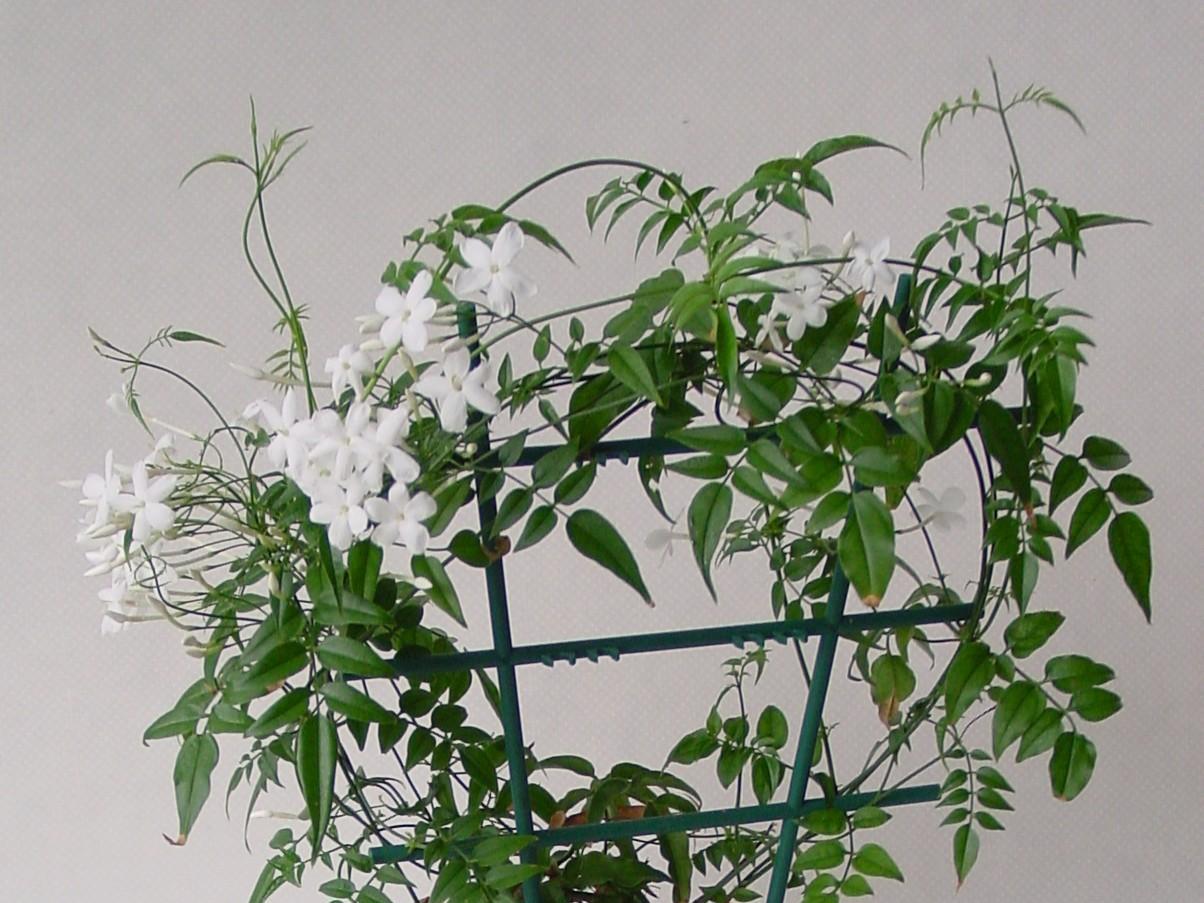 Жасмин многоцветковый Жасмин многоцветковый