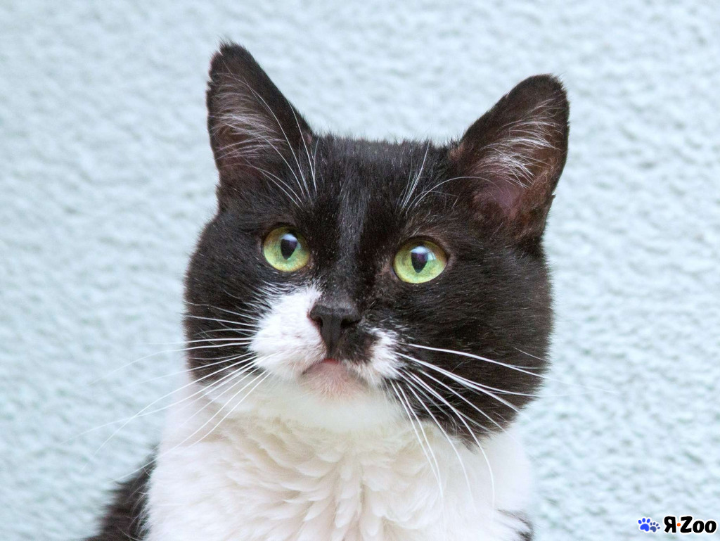 Бересклет европейский