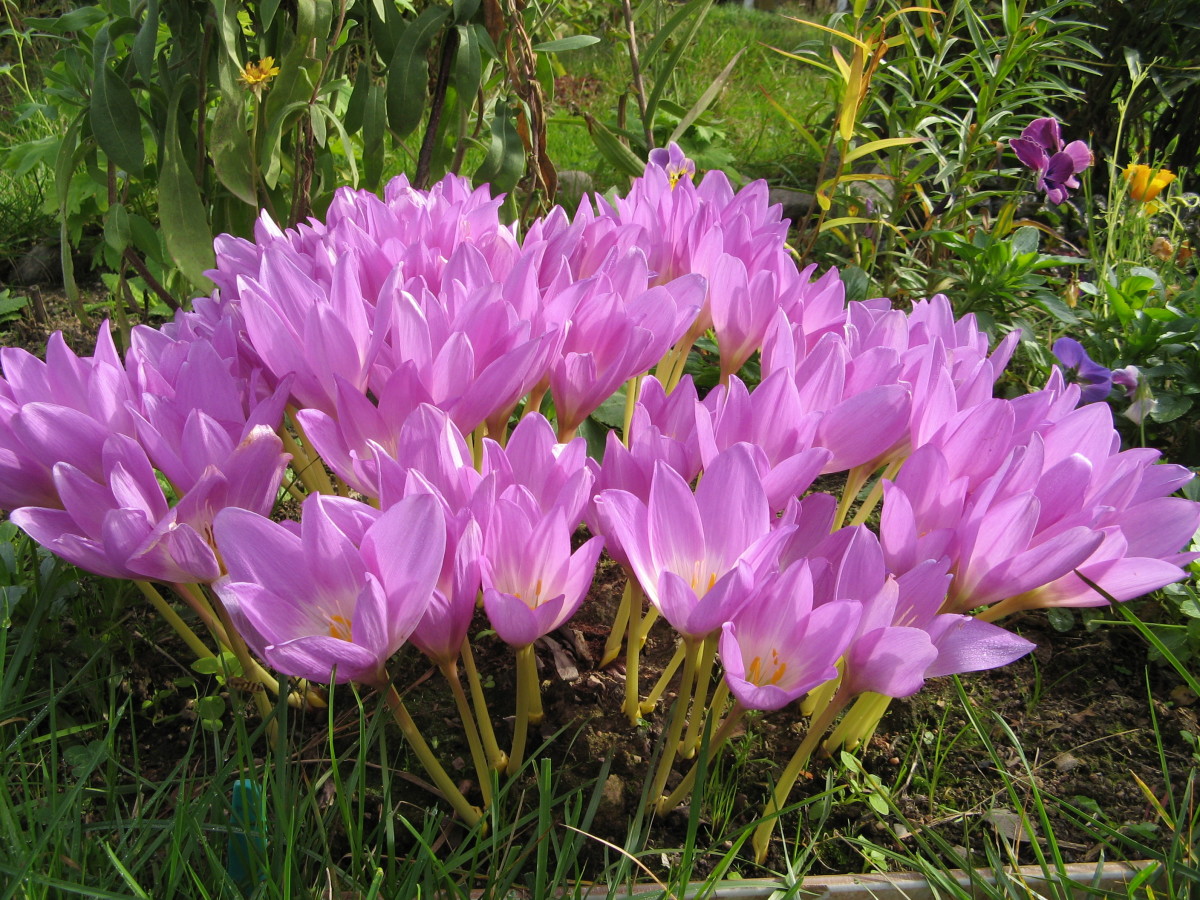 Безвременник великолепный Безвременник великолепный