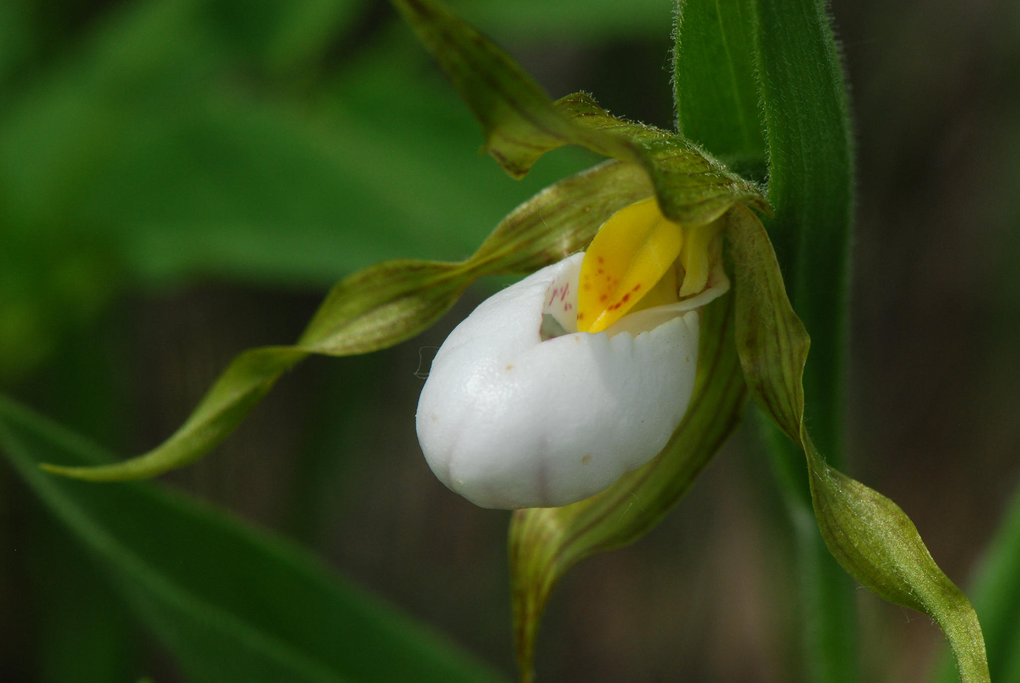 Башмачок мелкоцветковый