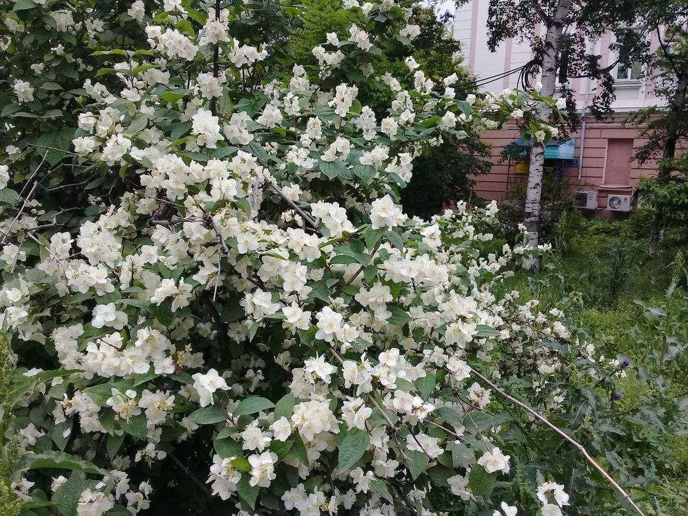 Чубушник Шренка