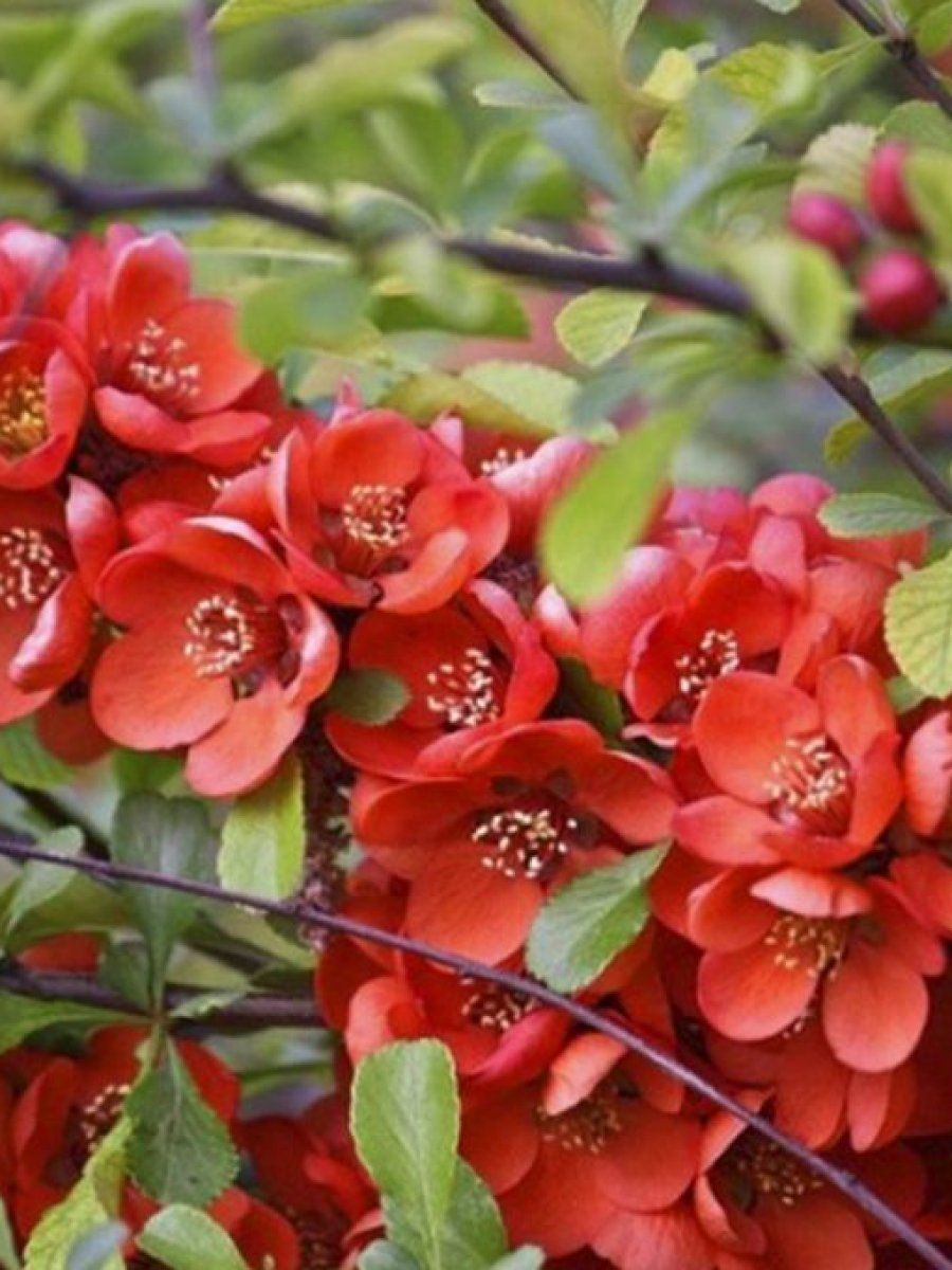 Айва японская