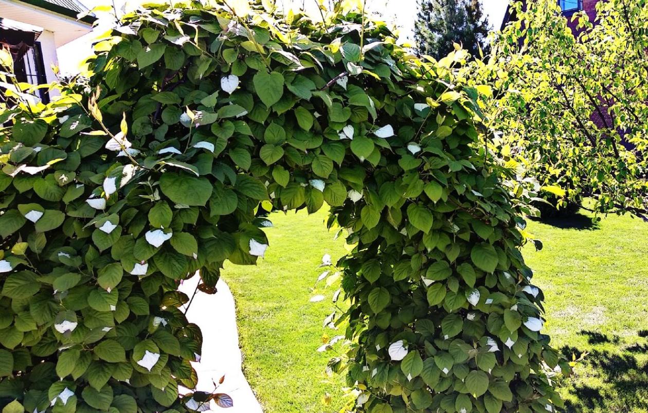 Актинидия китайская