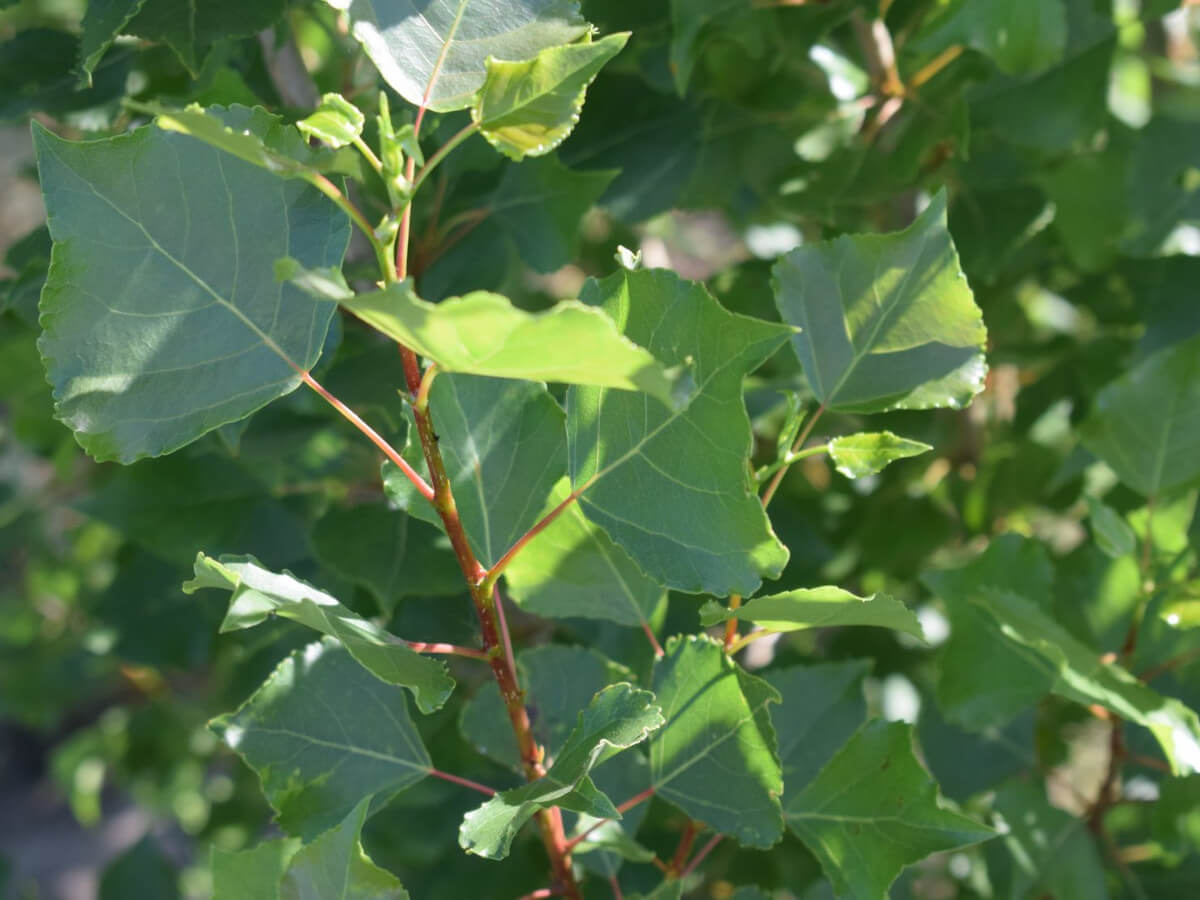 Тополь пирамидальный