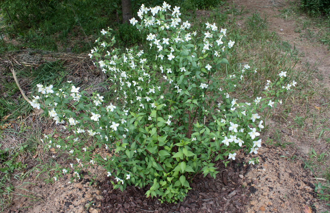 Жасмин карликовый