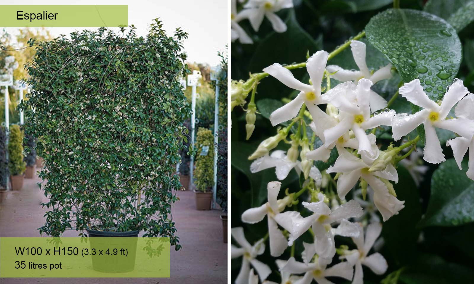 Жасмин многоцветковый Жасмин многоцветковый