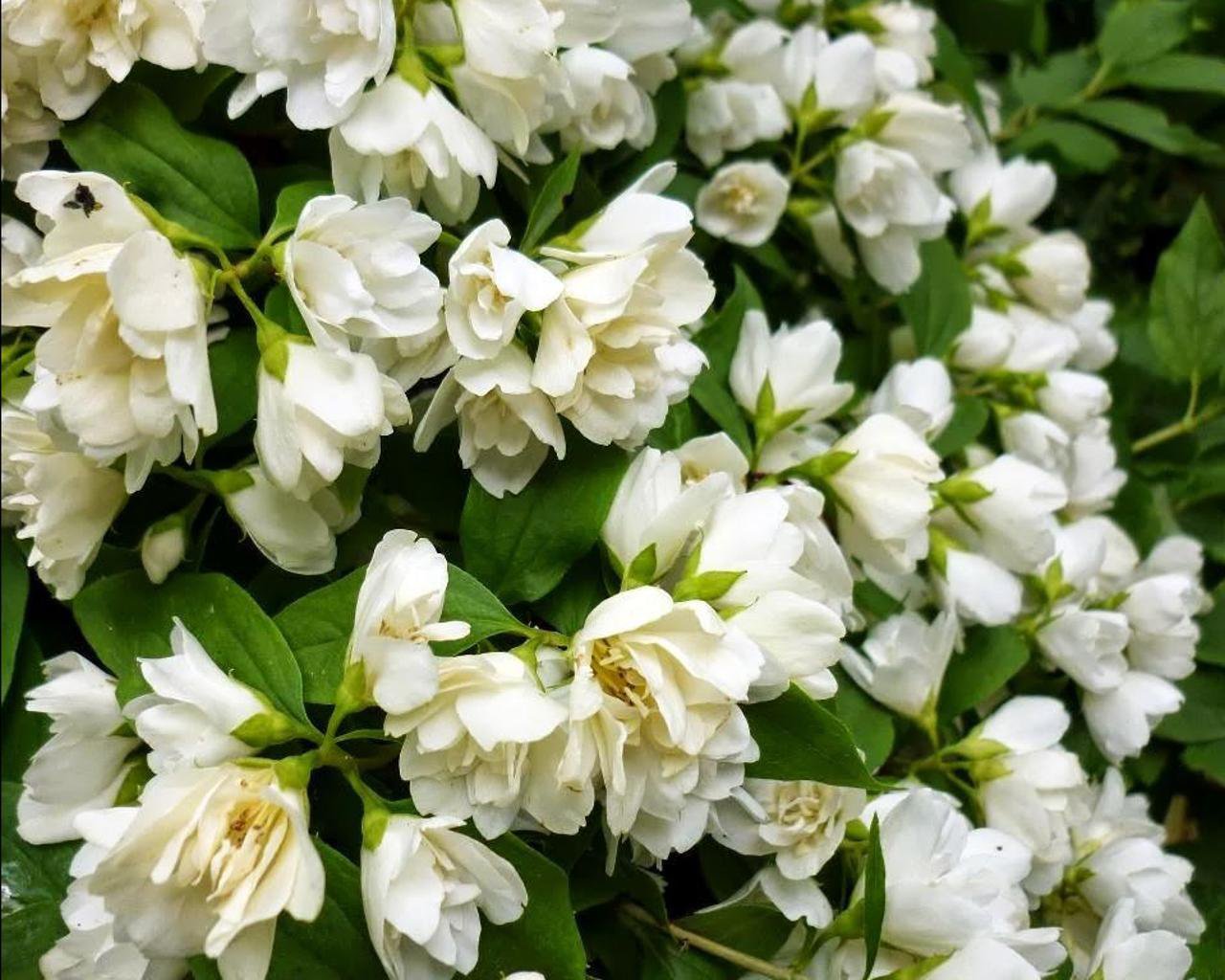 Жасмин карликовый