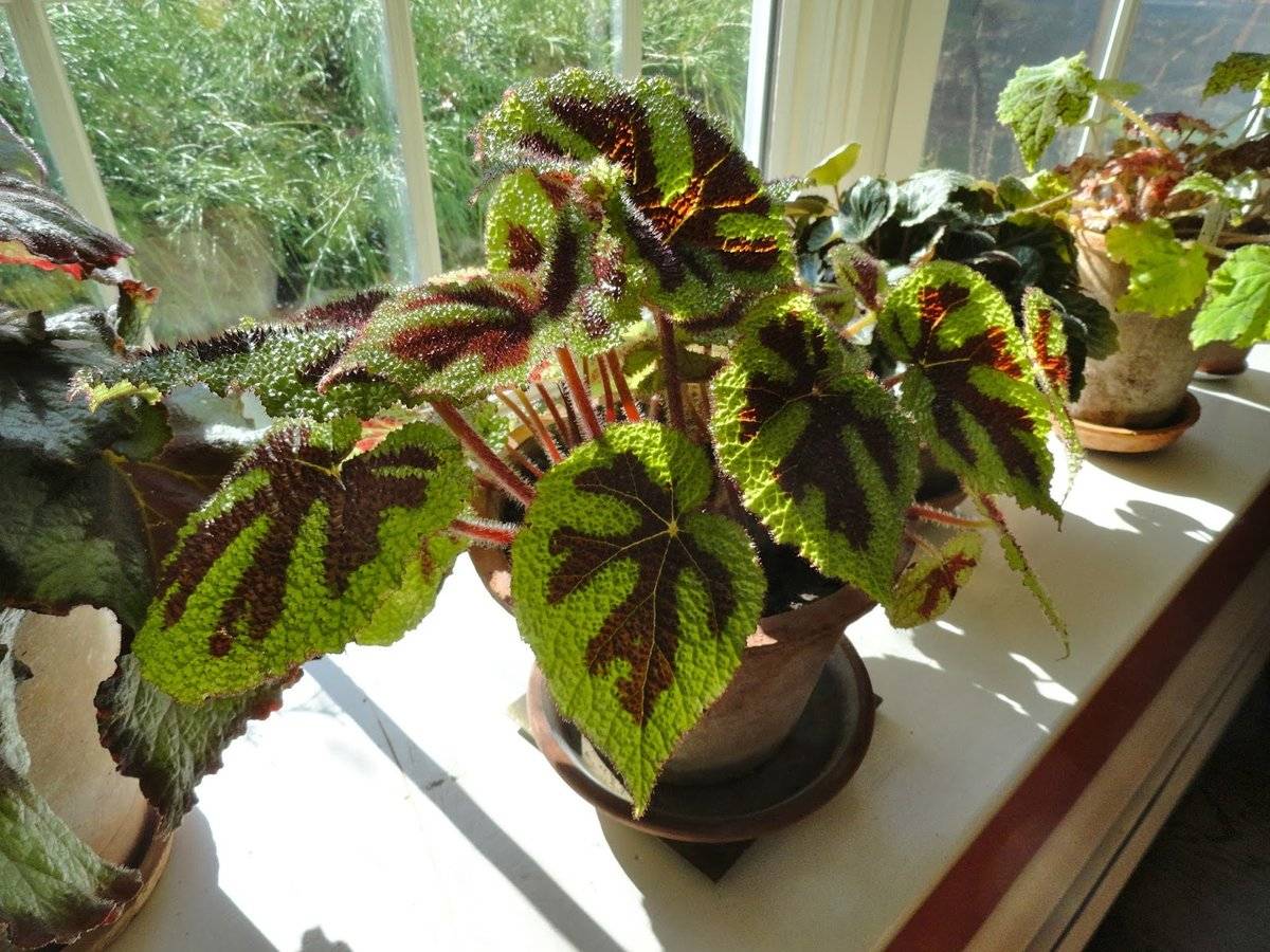 Бегония королевская