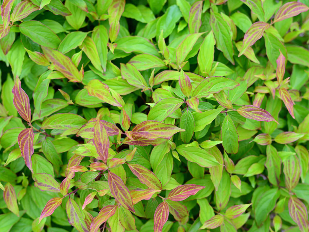 Дерен отпрысковый