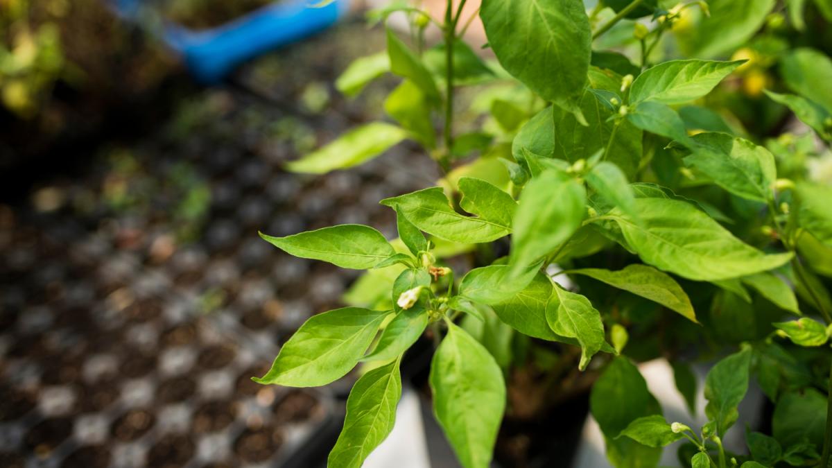 Гортензия черешковая Гортензия черешковая