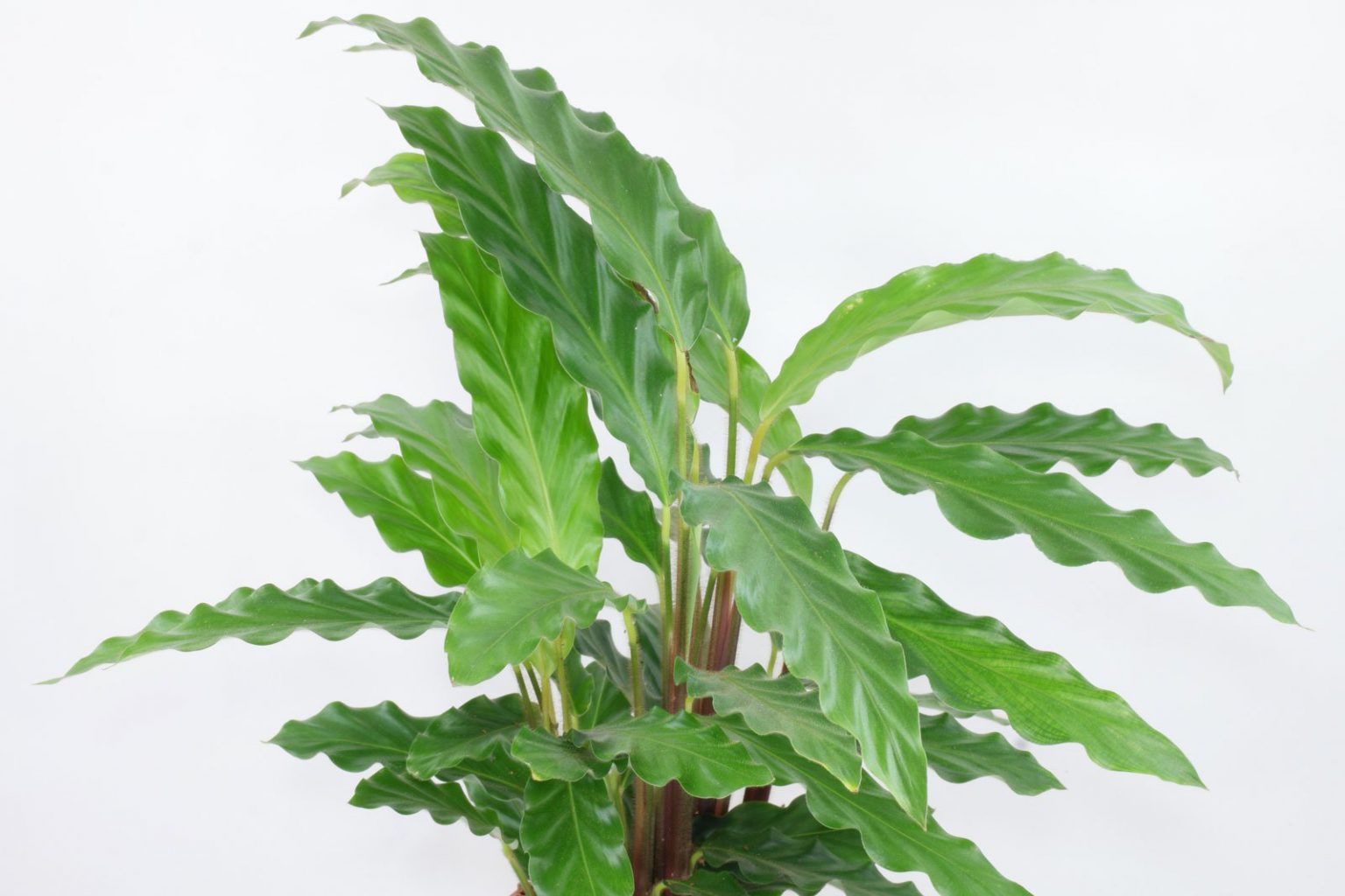 Барнадезия