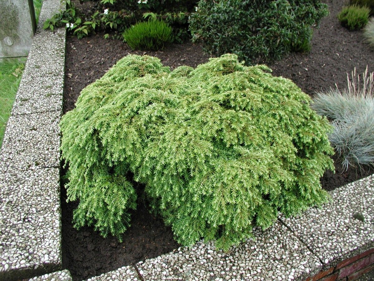 Тсуга Тсуга