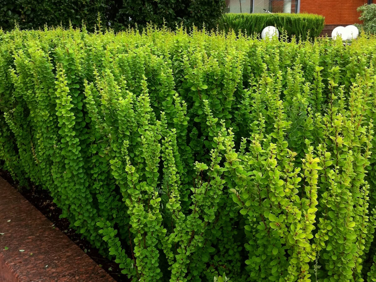 Барбарис сетчатолистный