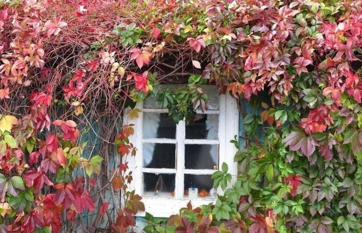 Девичий виноград прикрепленный