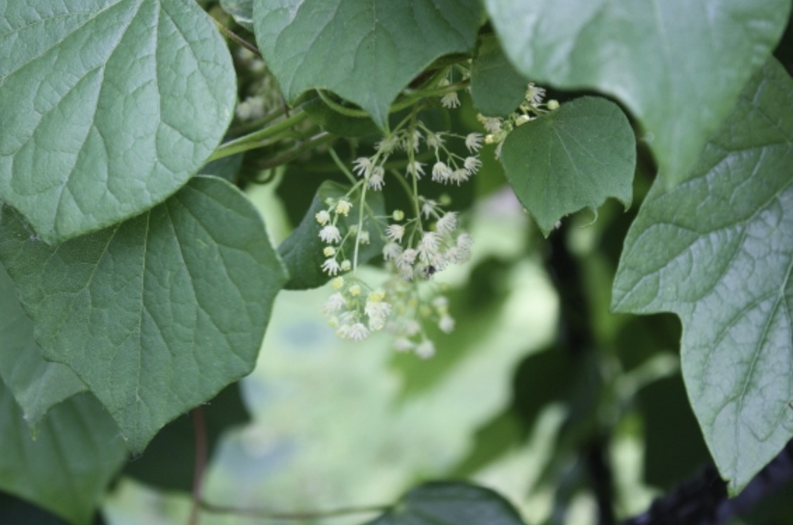 Луносемянник канадский