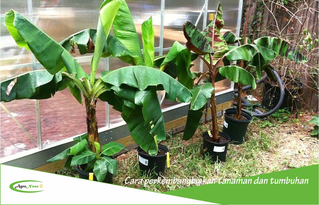 Банан дарджилингский