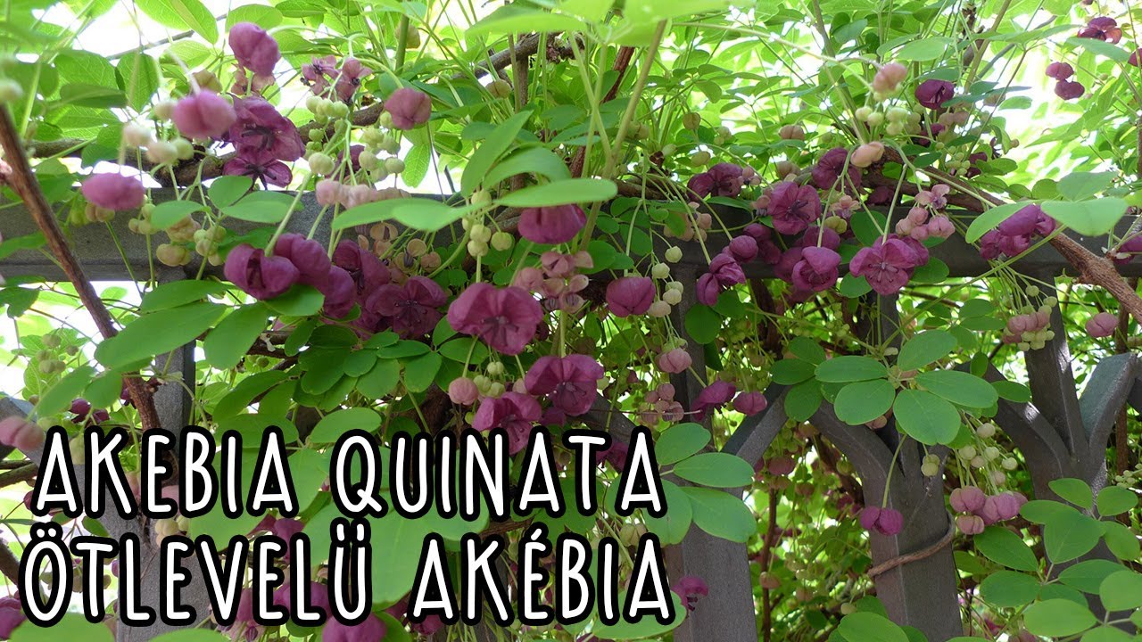 Акебия гибридная