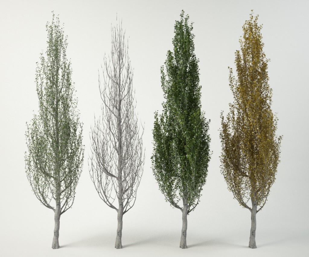 Тополь пирамидальный